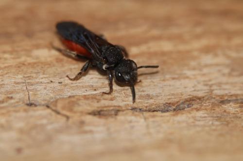 Réf. 249 049 : Sphecodes albilabris